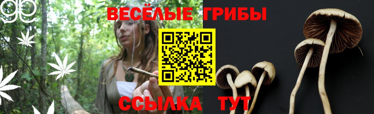 Будённовск  Псилоцибиновые грибы Magic Shrooms  купить наркотик  Вход с VPN 